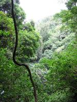 Natural Bridge - Lush Foliage (4 Jan 2007)